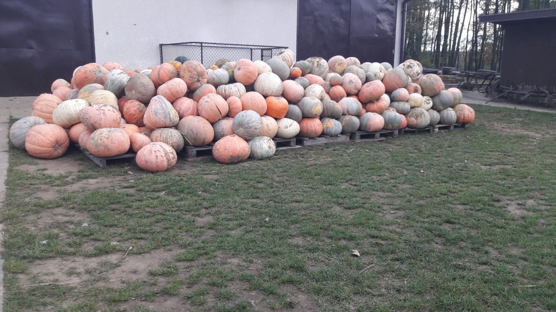 Hello, I have for sale Bambino pumpkins from my own cultivation
