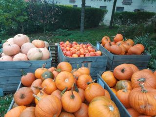 I will sell an industrial pumpkin of the Halloween,
