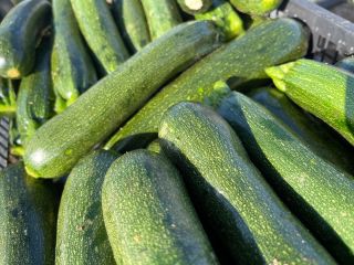 Zucchini perseverance grown and produced in Italy southern Sicily,