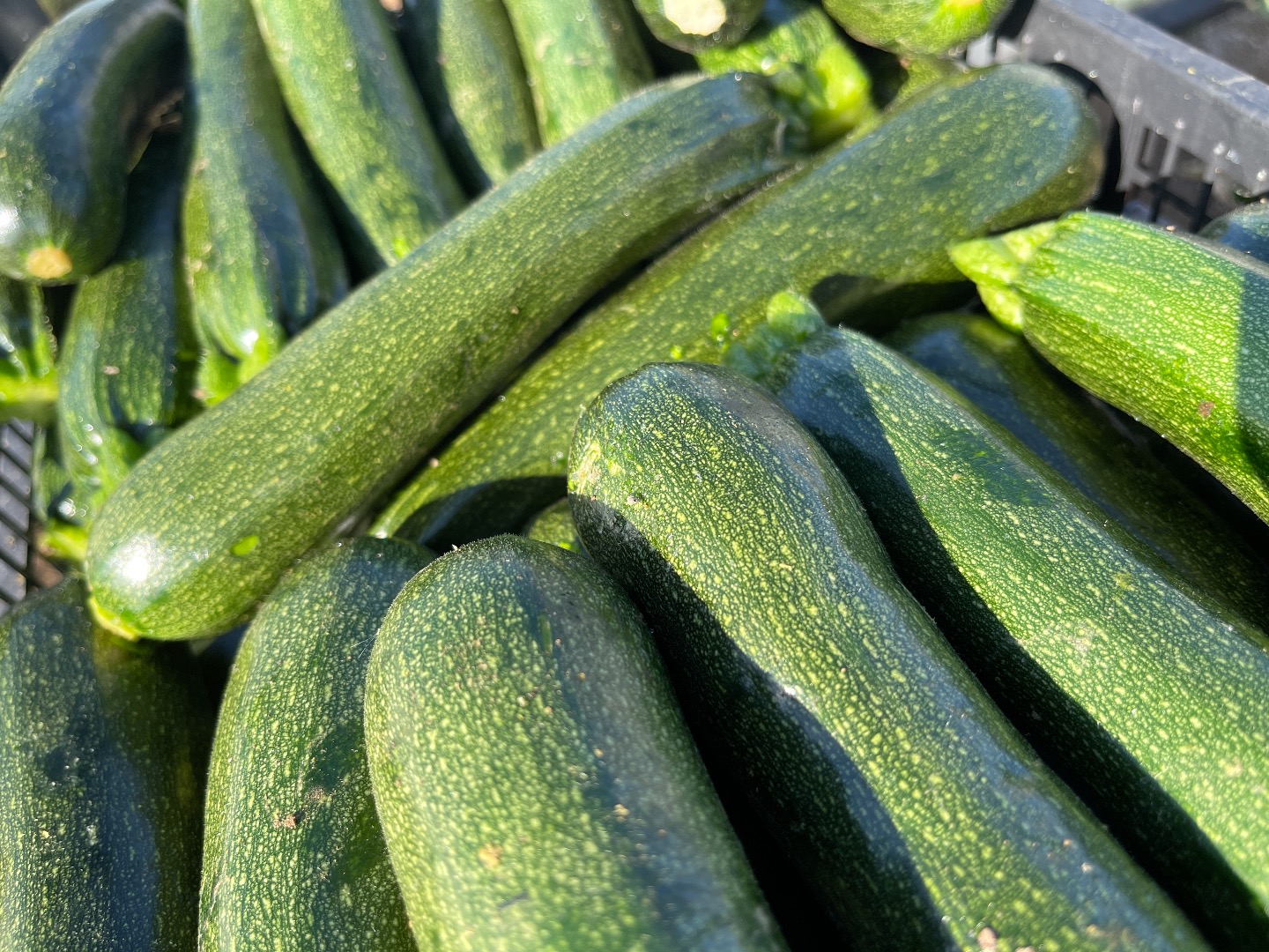 Zucchini perseverance grown and produced in Italy southern Sicily, Pachino