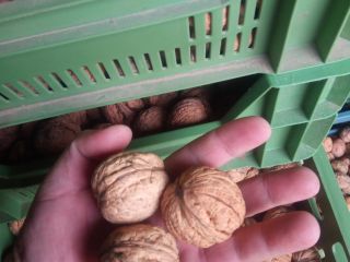 I will sell Walnuts Ordinary visible in the picture.