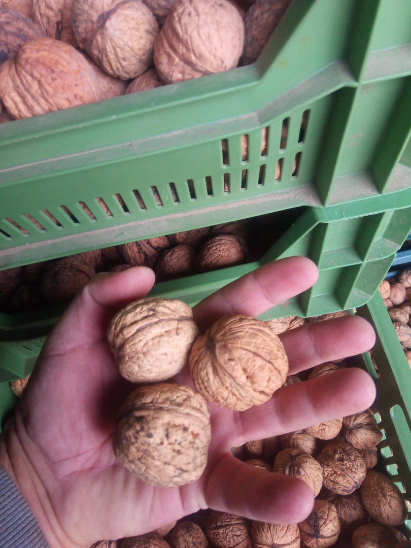 I will sell Walnuts Ordinary visible in the picture