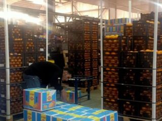 Basra orange Season from December to February Sizes 32,36,42,48,56,72,80