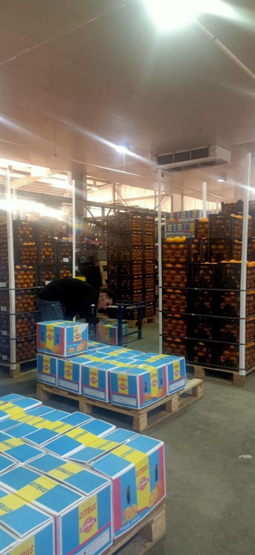 Basra orange Season from December to February Sizes 32,36,42,48,56,72,80 Carton weight 15 kg, 7.5 kg Container weight 24 tons net Valencia orange (summer)