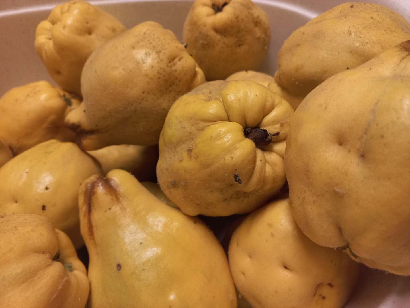 Large, pear quince from the home garden, no chemicals