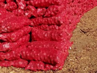 Red onion Sizes: According to the customer's desire Packing: