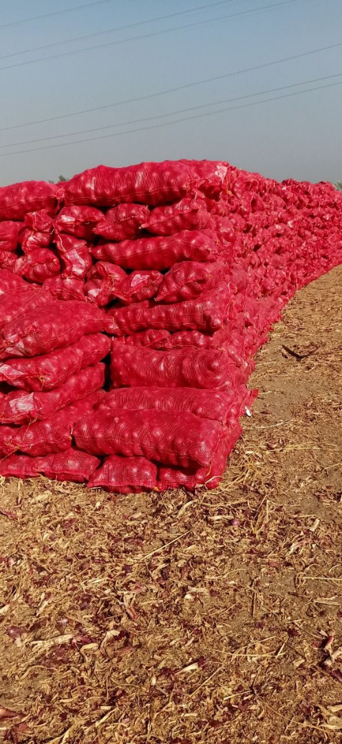 Red onion Sizes: According to the customer's desire Packing: bags of 20 and 25 kg Weekly Quantity: 1-5 containers Quality: very good, without carbon