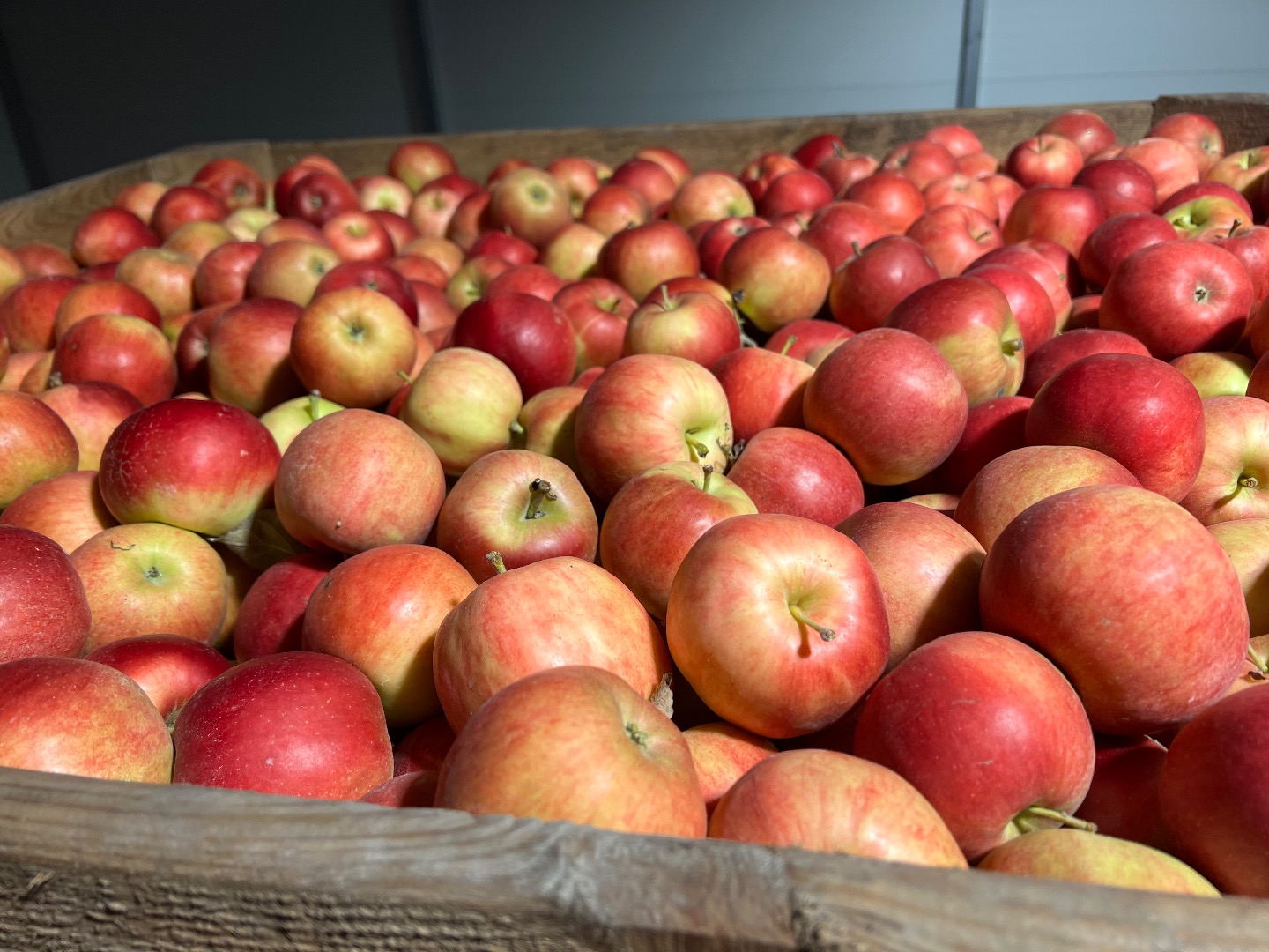I will sell truck quantities of Idared and Najdared in size 7+ in crates or other packaging, we also have other varieties, we will be happy to establish