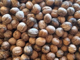 I sell walnuts ! If you want a higer