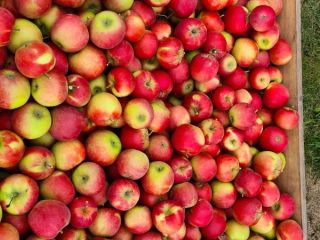 I will sell a very good quality Elstar Excellent