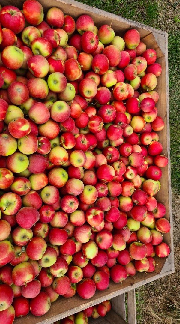 I will sell a very good quality Elstar Excellent star