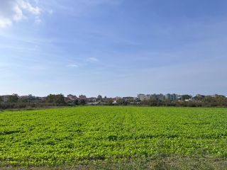 I sell broccoli as a turnip whole lot 15,000