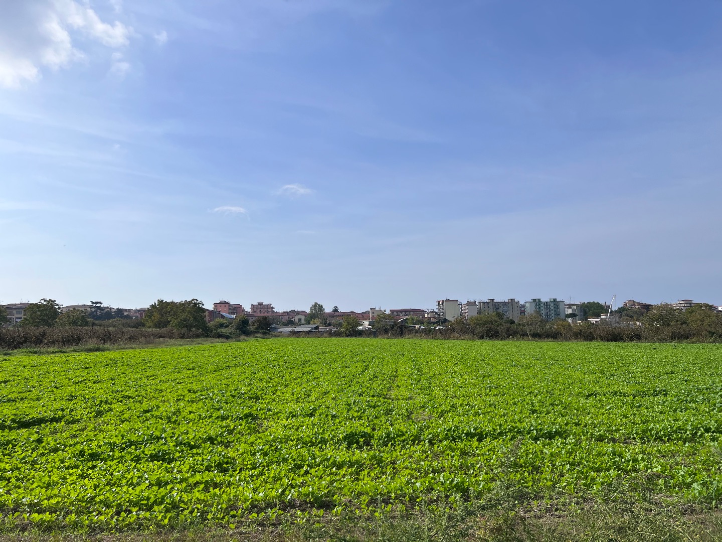 I sell broccoli as a turnip whole lot 15,000 m