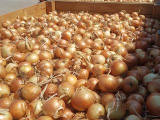 We are selling romanian Onion (yellow and red). Packed