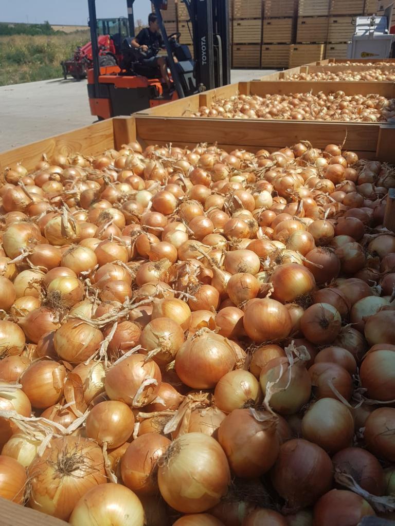 We are selling romanian Onion (yellow and red)