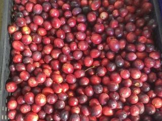 I will sell about 200 kg of large cranberries.