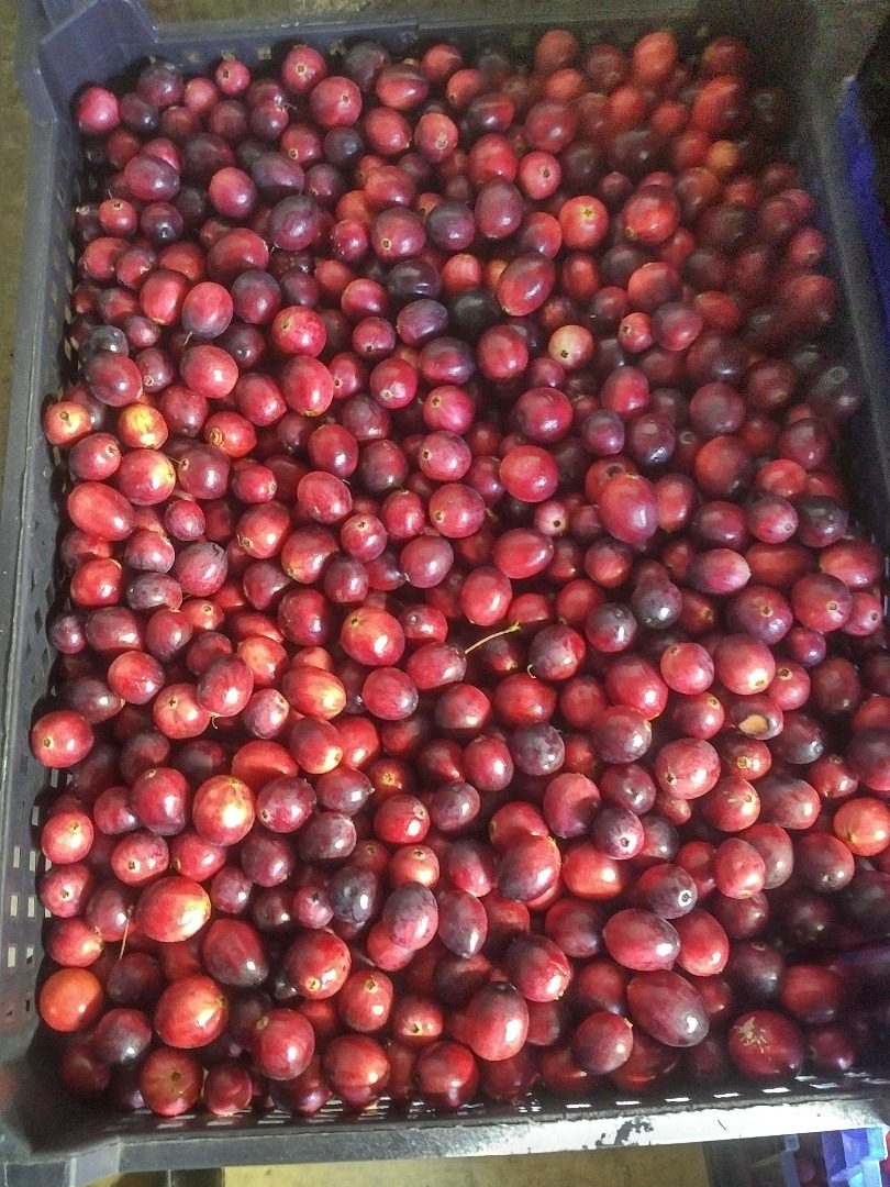 I will sell about 200 kg of large cranberries