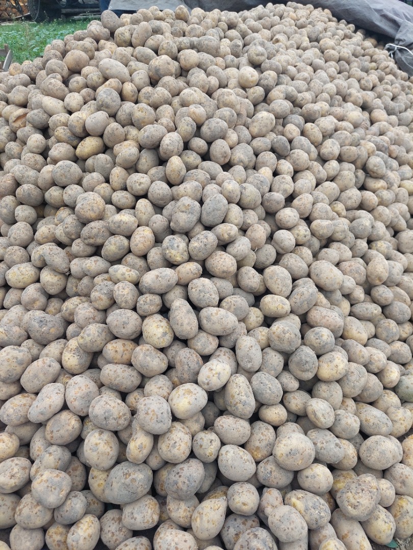 I will sell potatoes the size of a seed potato