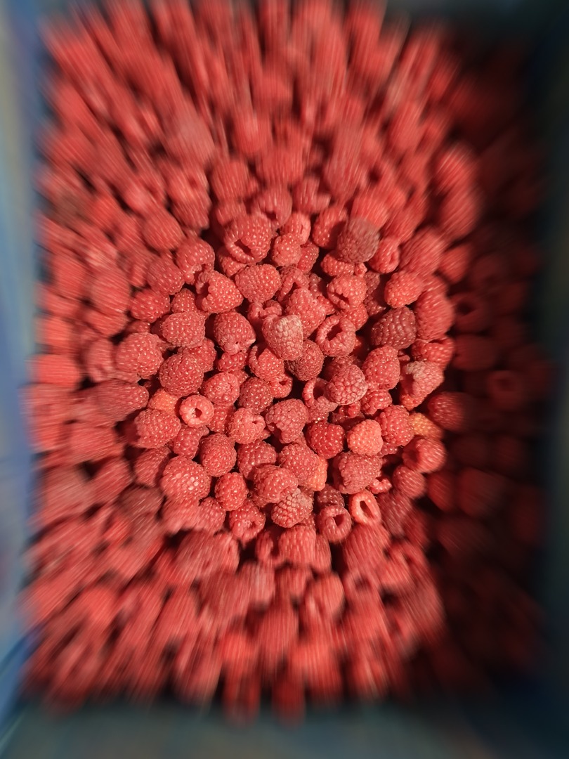 Raspberry in quality 90/10 80/20 We offer Willamette, Meeker