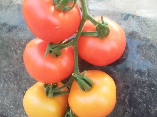 Tomatos From Morocco