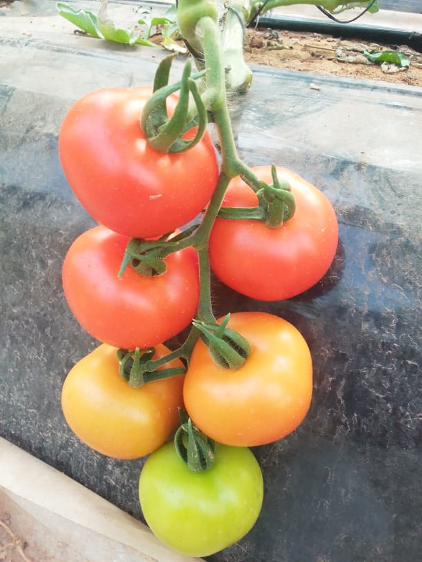 Tomatos From Morocco