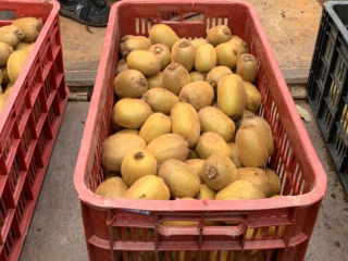 Każdego roku produkujemy KIWI w Iranie około 80 TON,