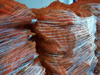 Fresh Carrots