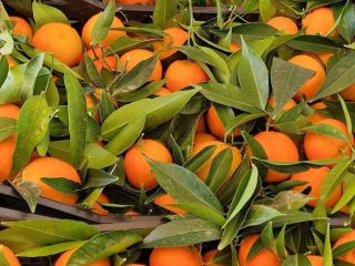 Tangerines, clementines, new oranges... everything fresh directly from the