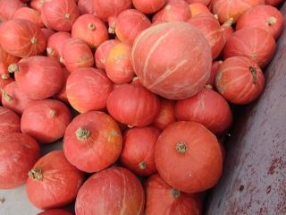 I have pumpkins for sale, about 60 tons, Hokkaido