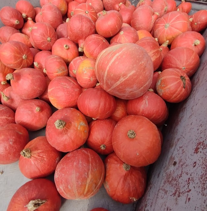 I have pumpkins for sale, about 60 tons, Hokkaido variety, with an organic certificate, different caliber, price negotiable