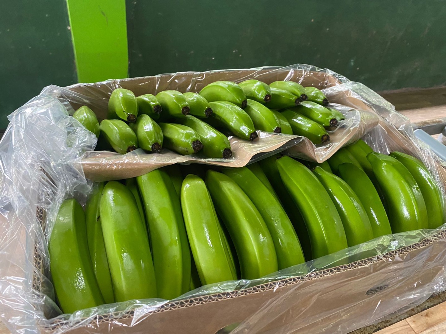 BANANA PRODUCING COMPANY EN ECUADOR WE ARE LOOKING FOR NEW CLIENTS TO SELL OUR PRODUCTION OF CAVERNISH PREMIUM BANANAS AT AFFORDABLE PRICES 12$ BOX 20 KG FOB