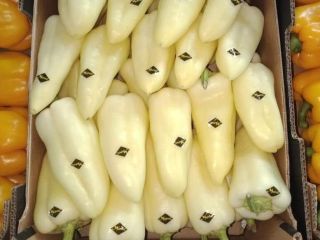 White pepper, country Morocco
