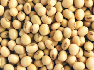 We are direct producers and exoporters of soybeans Non