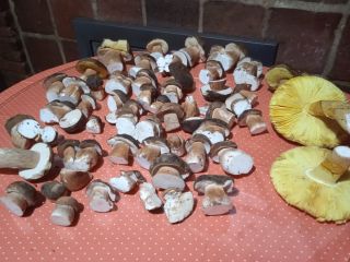 Boletus aerius, completely wild, collected in the Sierra de
