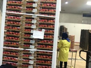 High quality natural strawberries, shipped to all over the