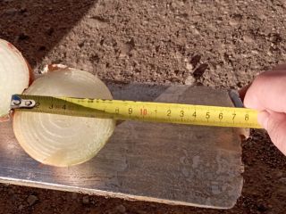 Onion from Belarus, caliber 6-8. 15 kg bag. Only
