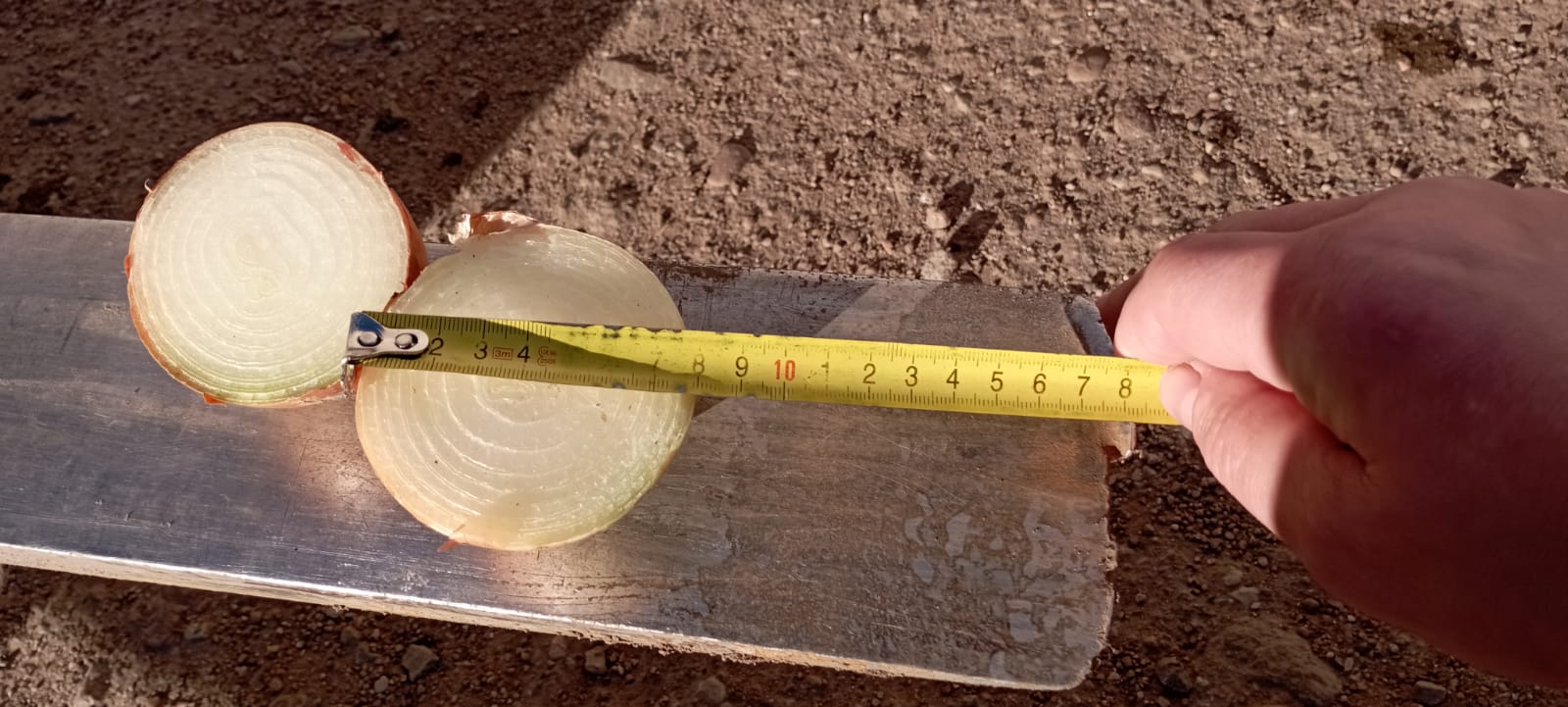 Onion from Belarus, caliber 6-8