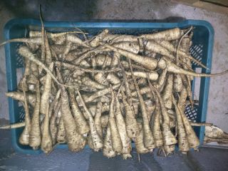 I will sell freshly dug parsley caliber 2.5-6, not
