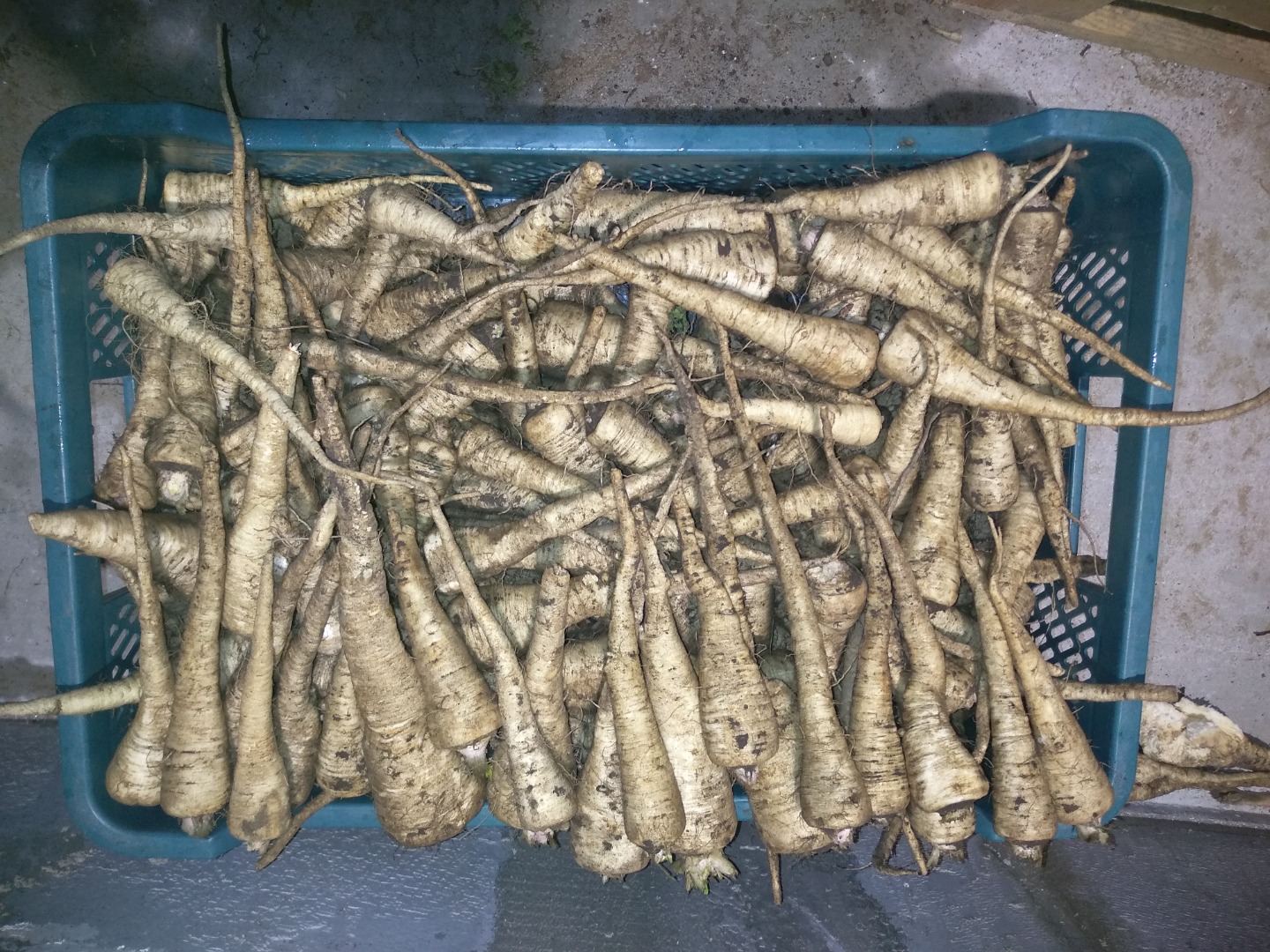 I will sell freshly dug parsley caliber 2.5-6, not washed