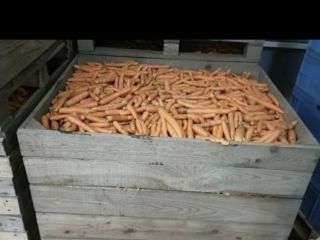 I will sell waste carrots. Tonne quantities