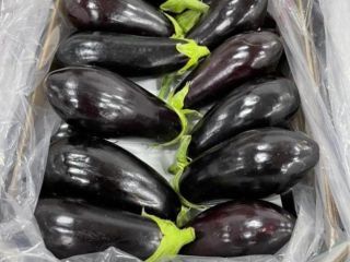 High quality eggplant, with the possibility of shipping to