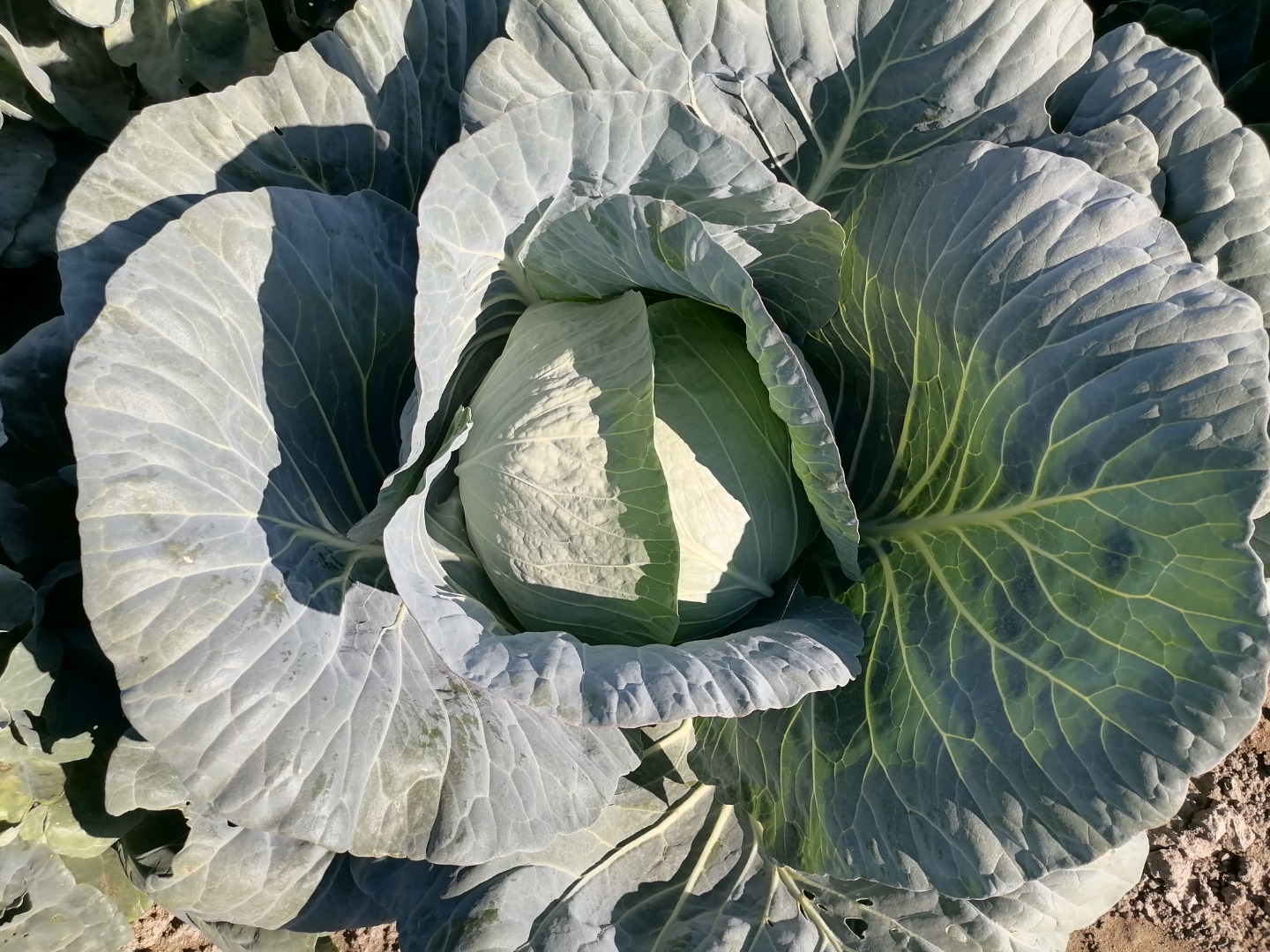 Hello white cabbage