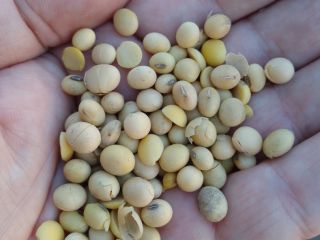 I will sell soybeans. Moisture 11% Protein 34.6% Impurities