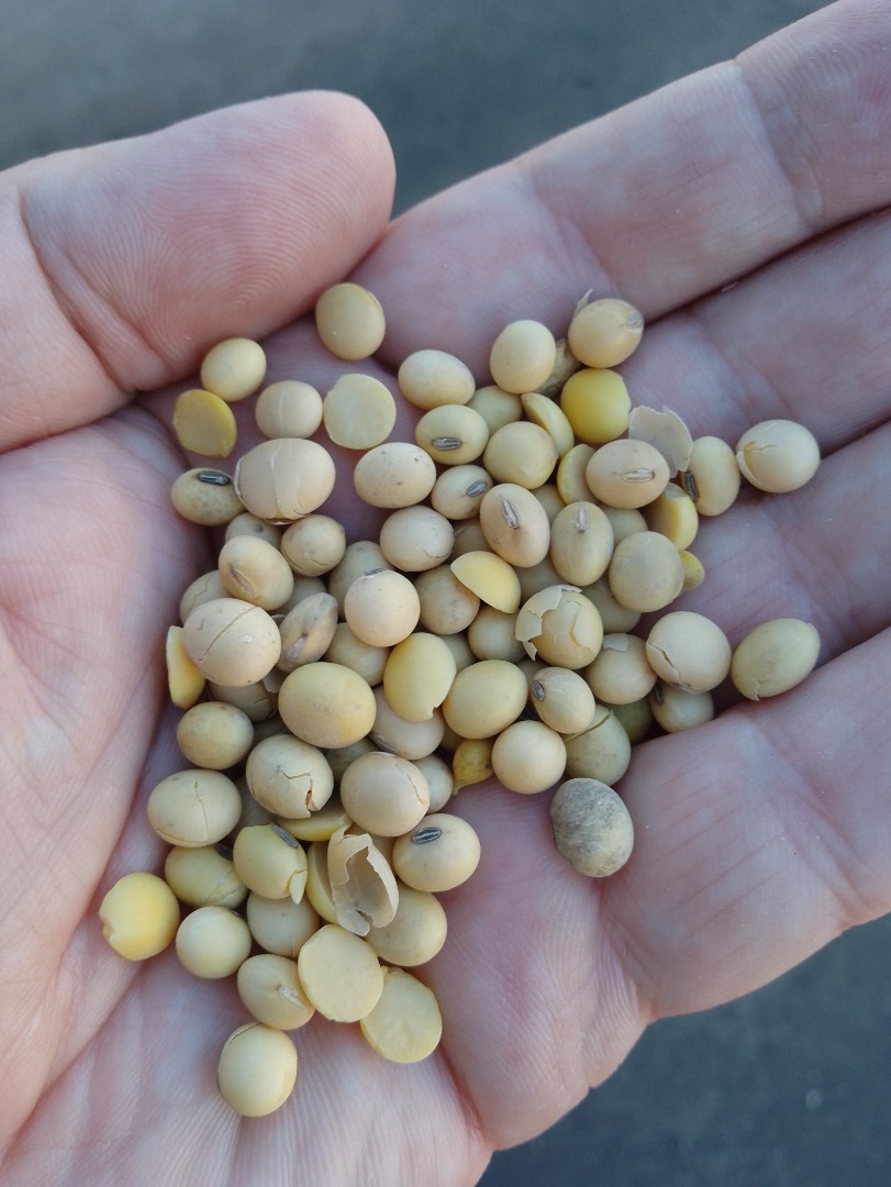 I will sell soybeans