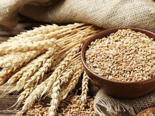 Sell 1200 tons of high quality wheat