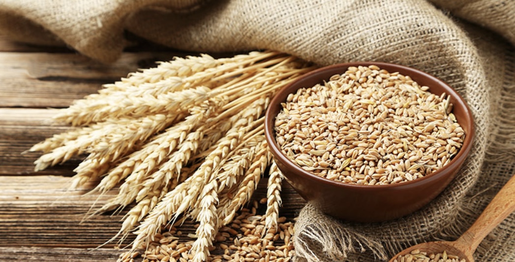 Sell 1200 tons of high quality wheat