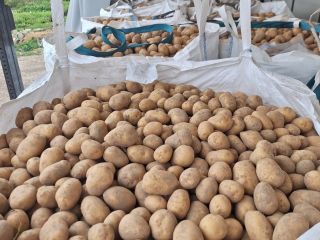 We offer yellow and red potatoes of various varieties