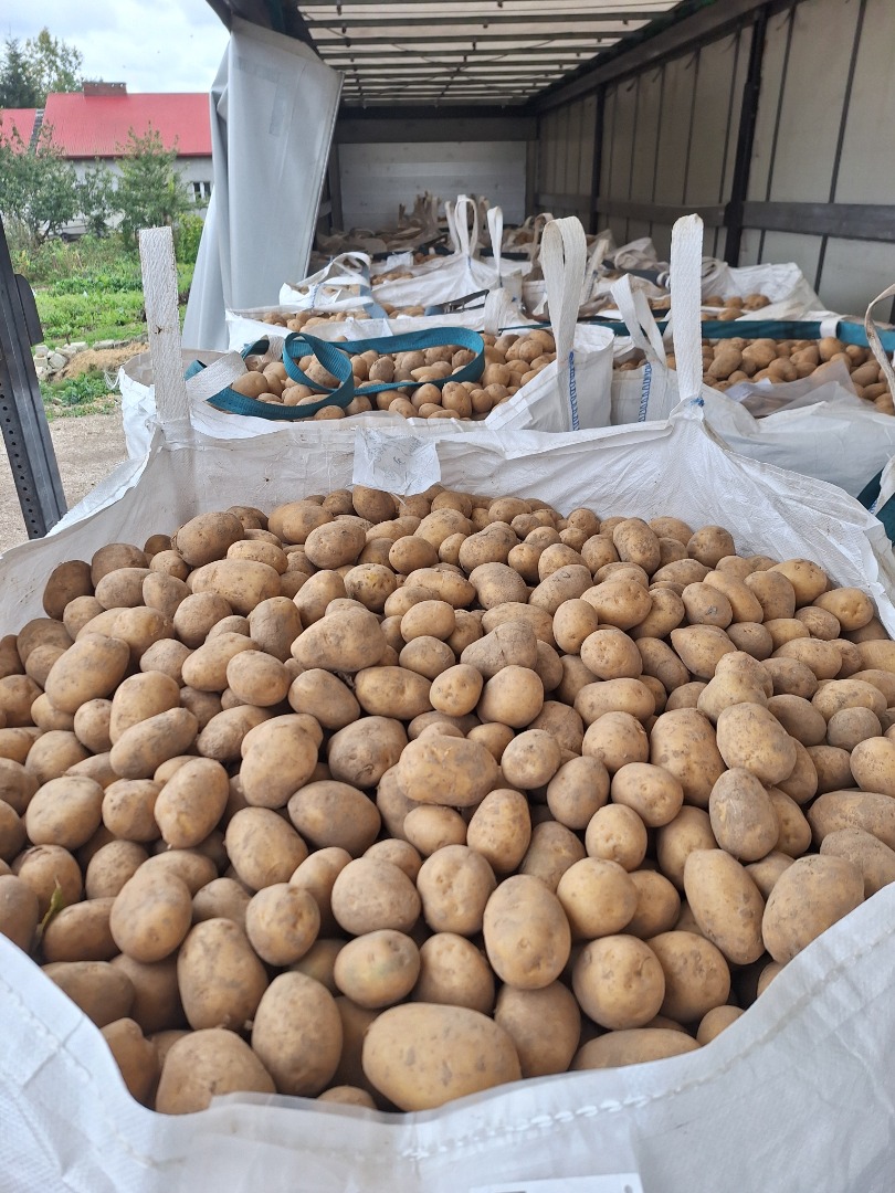 We offer yellow and red potatoes of various varieties for sale