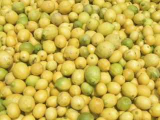 We will buy lemon, orange, tangerine, lime, red grapefruit,