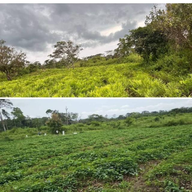Sweet Potatoe from Cameroon with no chemical fertilizer